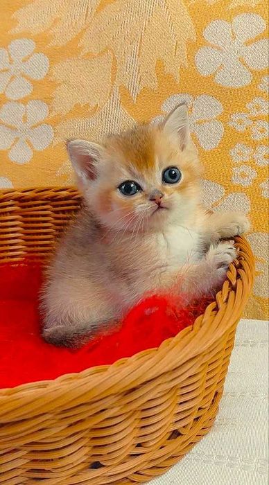 Шотландские котята (ЗОЛОТАЯ ШИНШИЛЛА)