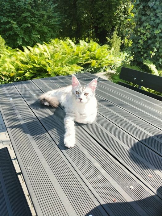 Rasowy kotek Maine Coon z rodowodem FPL– gotowy do zmiany domu!