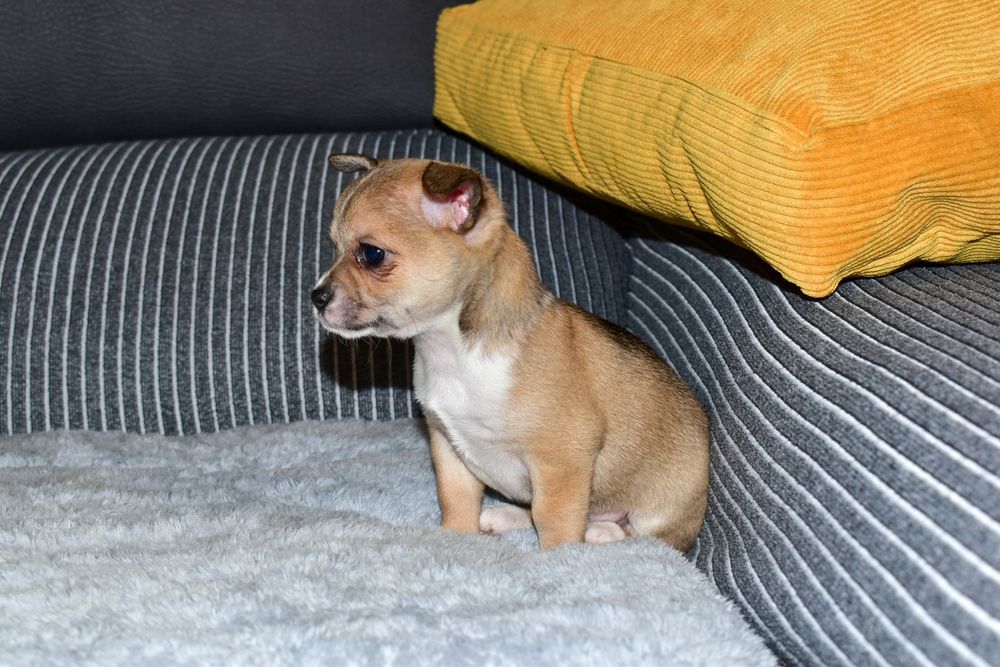 Chihuahua fêmea disponível