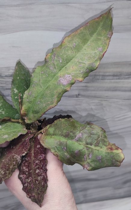 Хойя Hoya Undulata Army