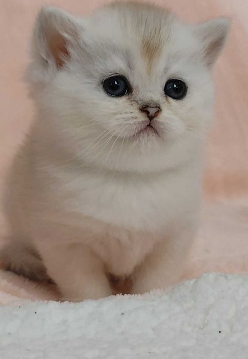 Gatinha Scottish Straight Silver