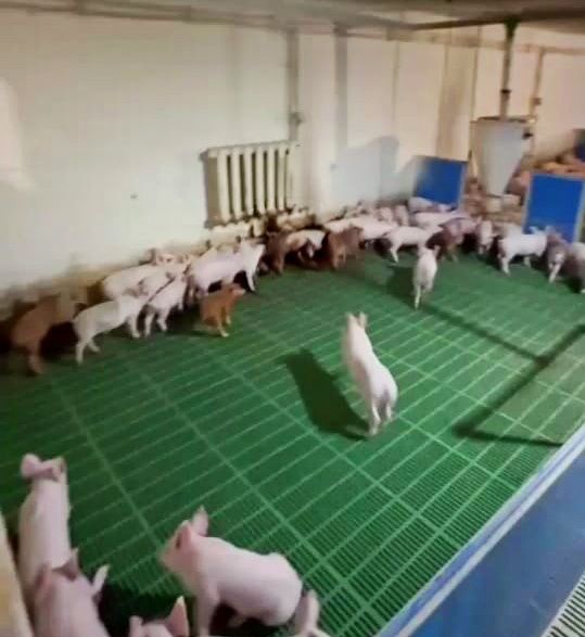 Продаж Діючої Свиноферми!