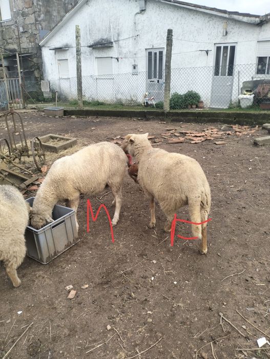 Duas ovelhas pra venda possívelmente prenhas .RESERVADAS!!.