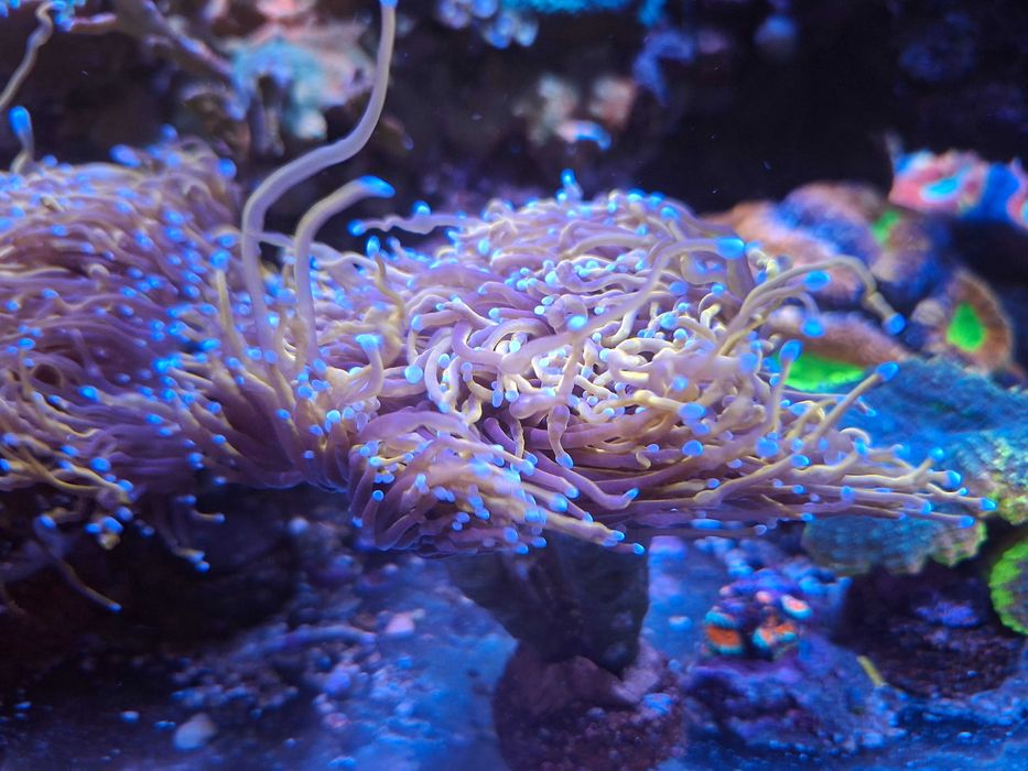 Euphyllia glabra