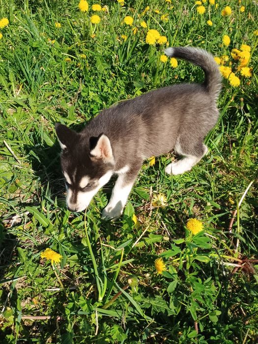 Siberian Husky piesek