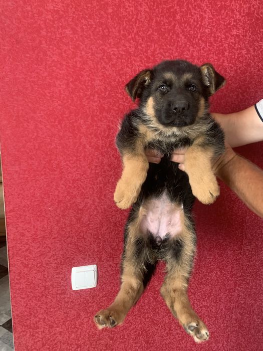 Продам щенят Німців