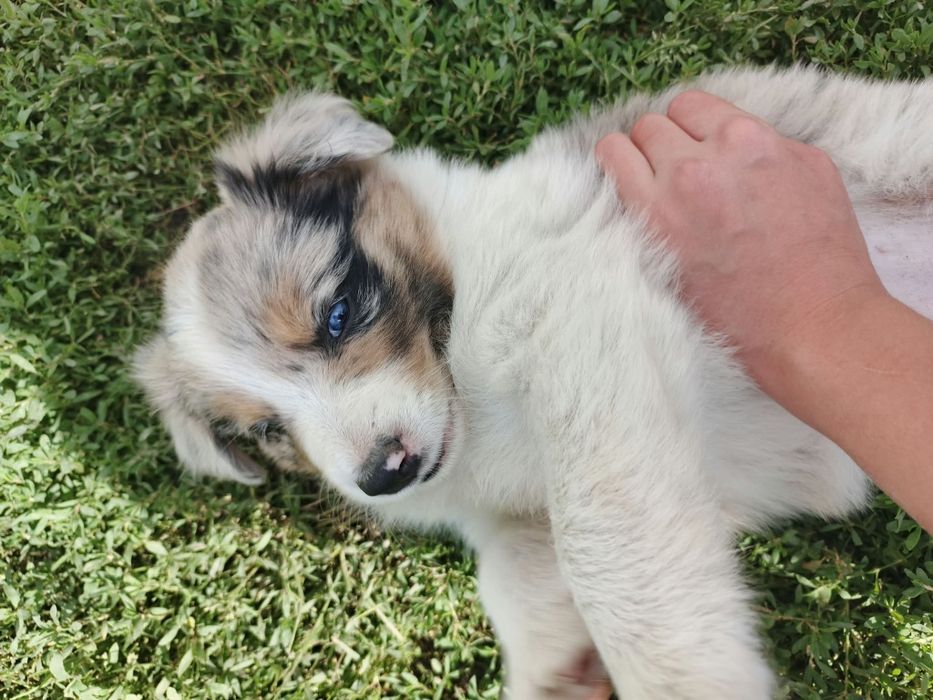 Piesek border collie