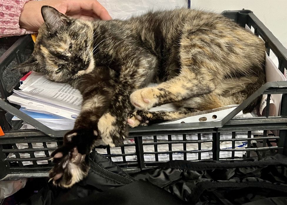 Lira, 8-miesięczna kotka, czeka na serce, które ją pokocha.