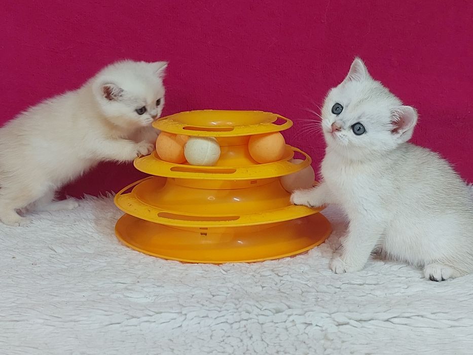 Шотландські кошенята срібні