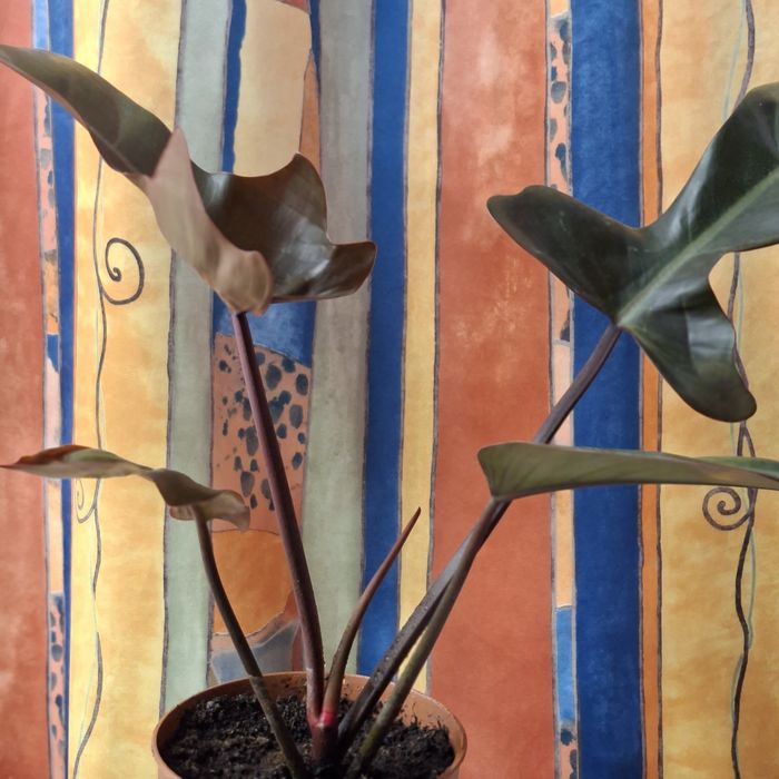 Sprzedam Philodendron Florida Bronze