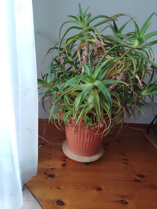 Aloes z Madery 10 letni 110 wys