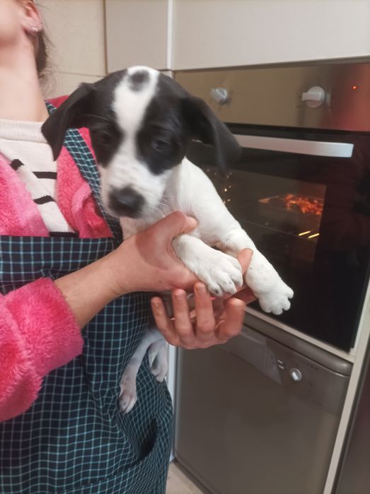 Cães bebés porte pequeno médio