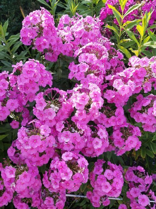 Rośliny z mojego ogrodu