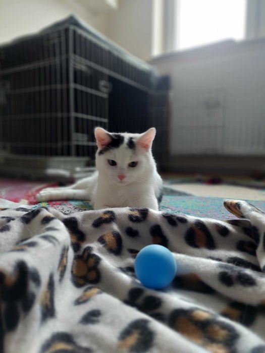 Wspaniały Bobi szuka domu