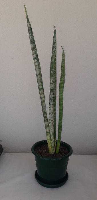 Espada de São Jorge