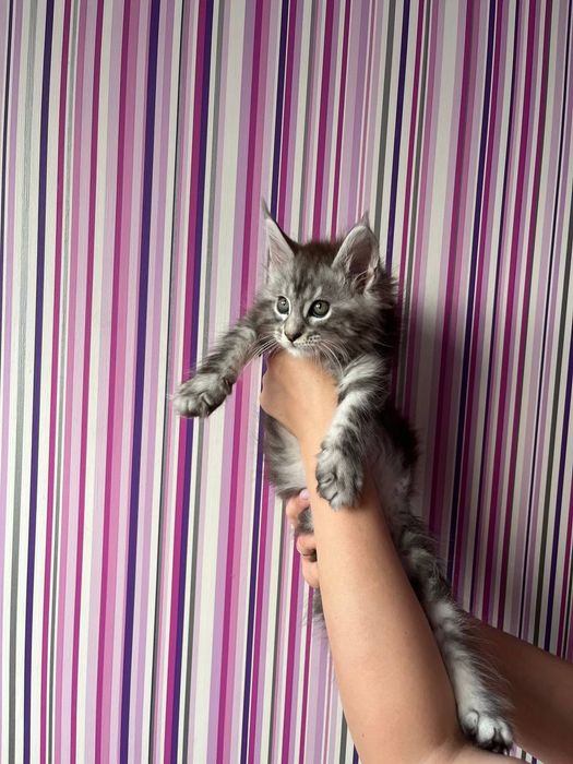 Котята мейн кунята