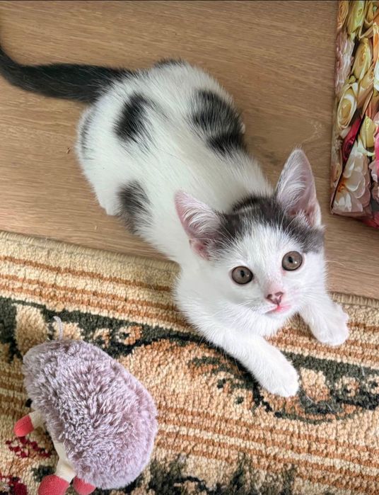 Прилаштовується кошеня хлопчик