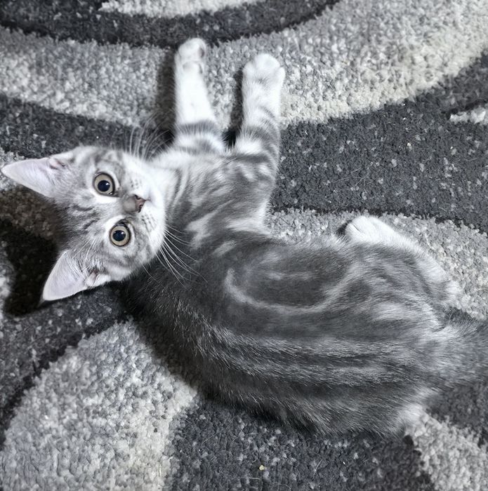 Шотландські котусики