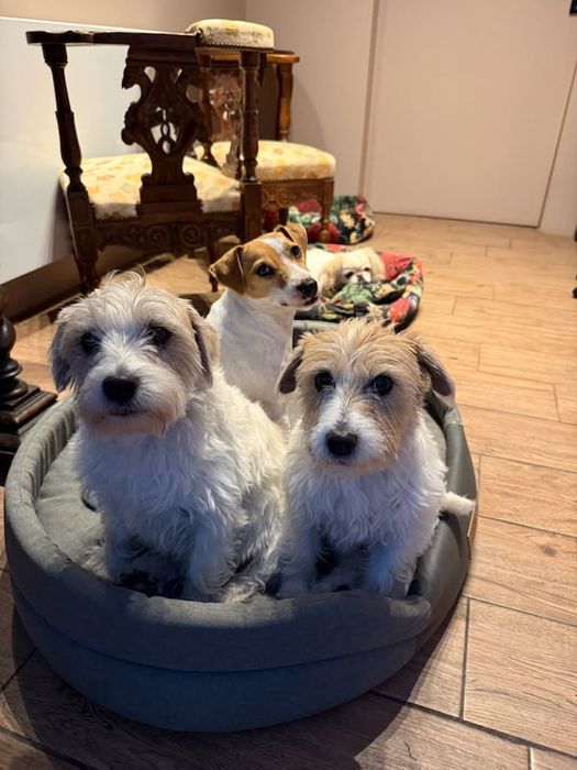 Do adopcji bezpłatnej