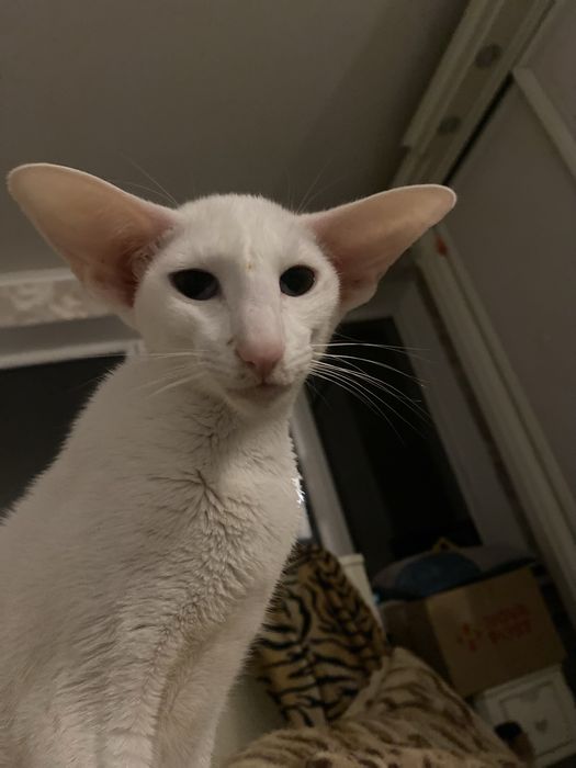 Орієнтальна красунька