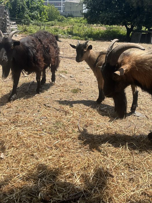 Cabras anas  ultimas