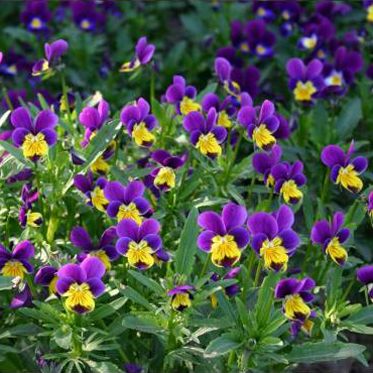Sementes flores comestíveis biológicas certificadas - várias espécies