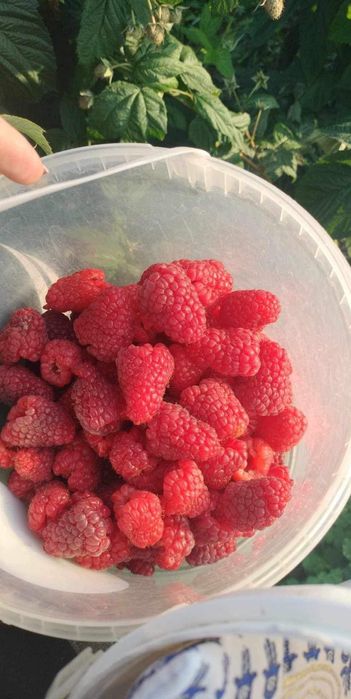 Sadzonki malin odmiana mapena