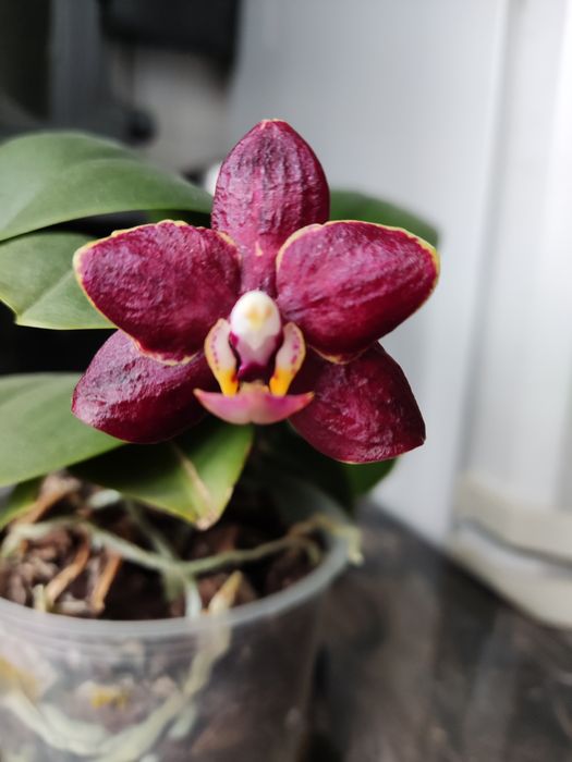 Продам домашню орхідею.