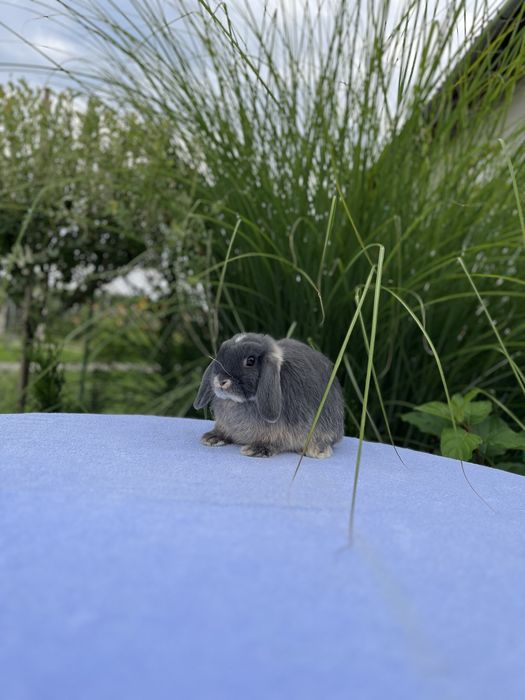 Дівчинка NHD.Породиста.Карликові кролики