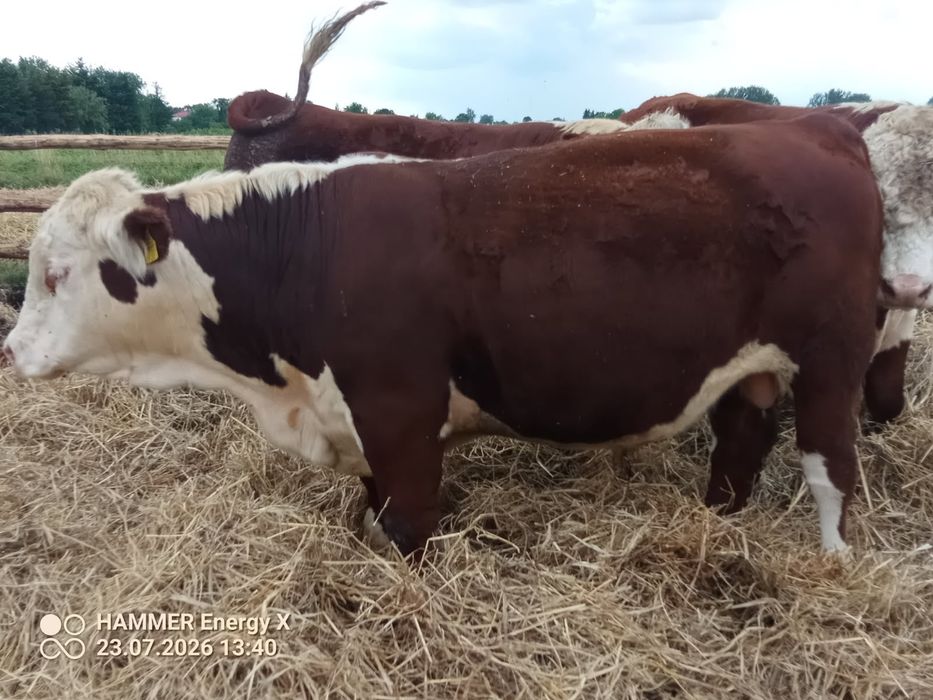 Sprzedam Byka razy Hereford