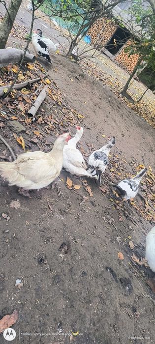 Kaczor ubiegłoroczny
