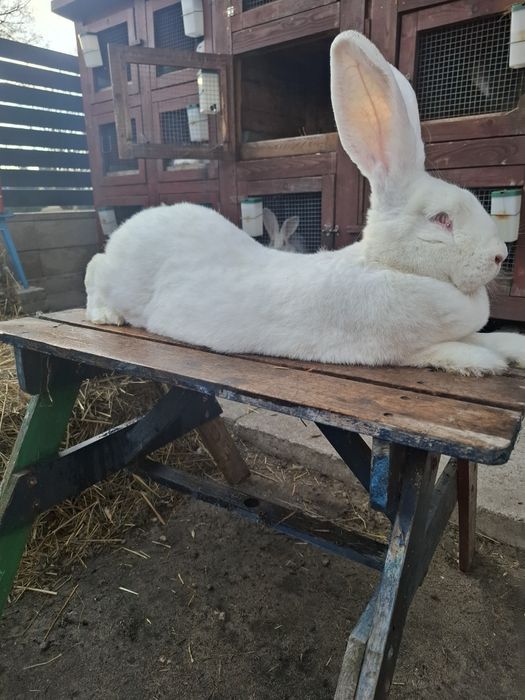 Olbrzym Belgijski BOB