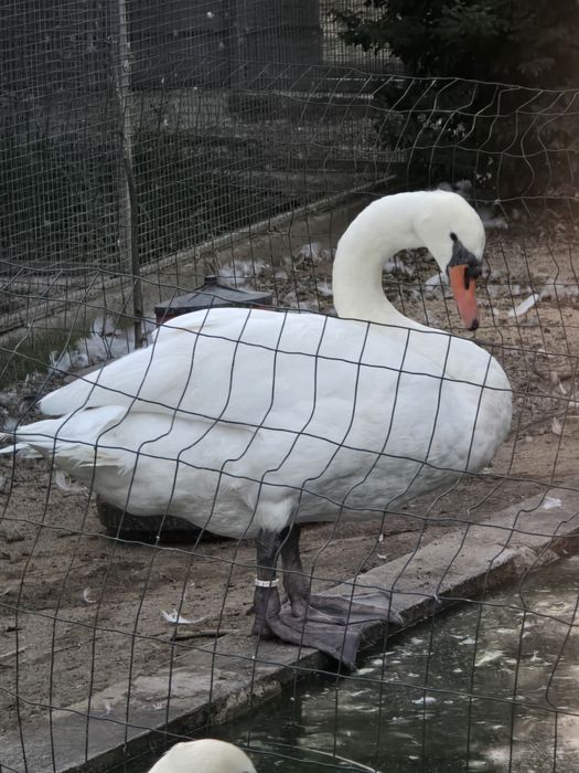 Fêmea de cisne branco