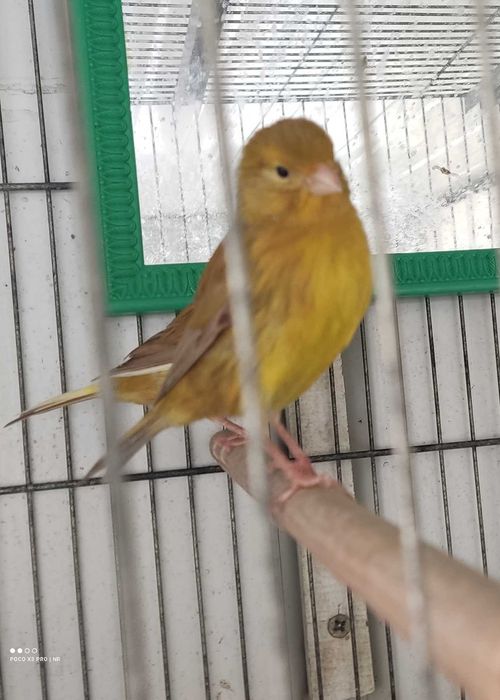 Canaria Timbrada espanhol