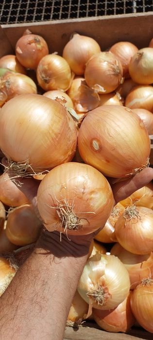 Cebolas 1 euro kg