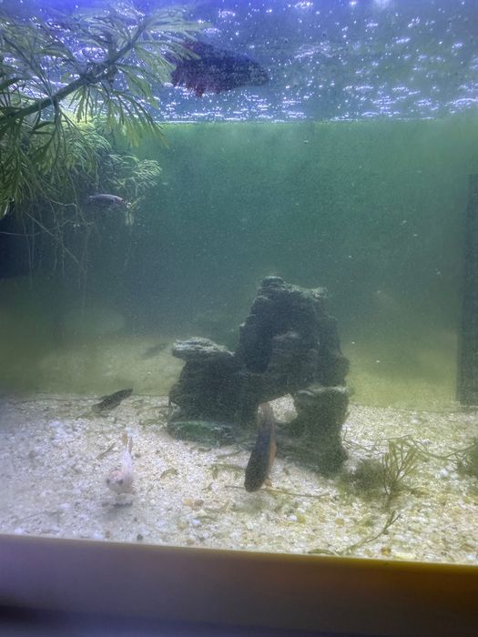 Peixe Bettas várias cores