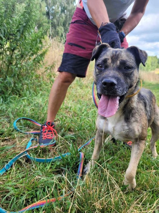 Młody, przyjazny SZCZEPANEK szuka domu !!