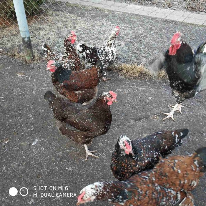 Кури лівенські ситцеві (інкубаційне яйце)