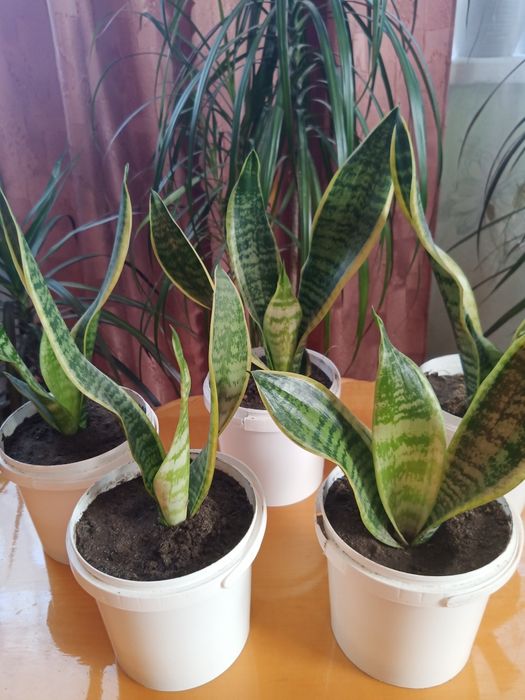 Кімнатні рослини "Сансевієрія"