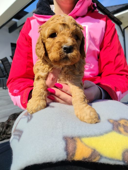 Cockapoo F1 - Dziewczynka