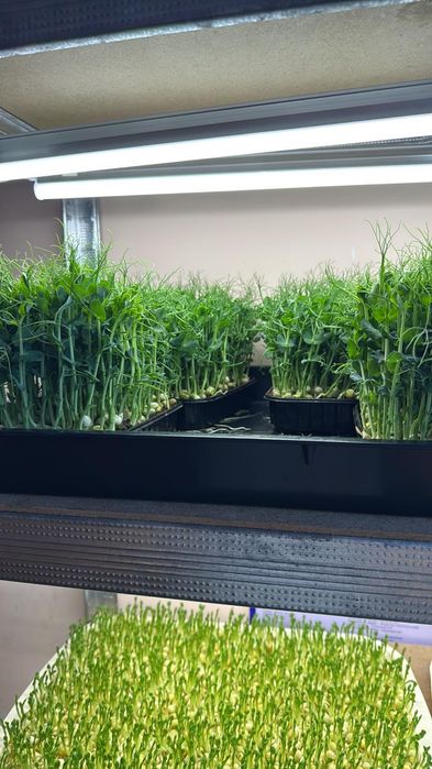 Микрозелень мікрозелень ОБМЕН