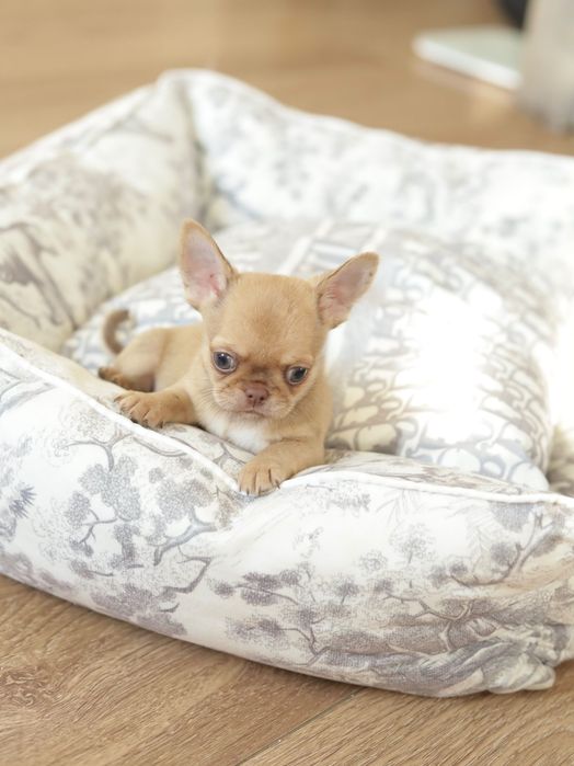 Chihuahua FCI chłopak