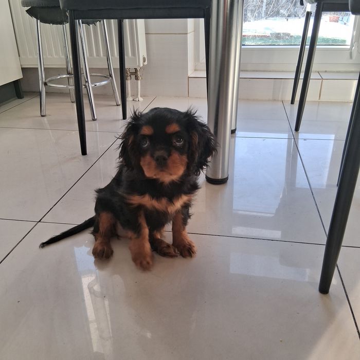 Śliczny Piesek  Cavalier Spaniel z Rodowodem