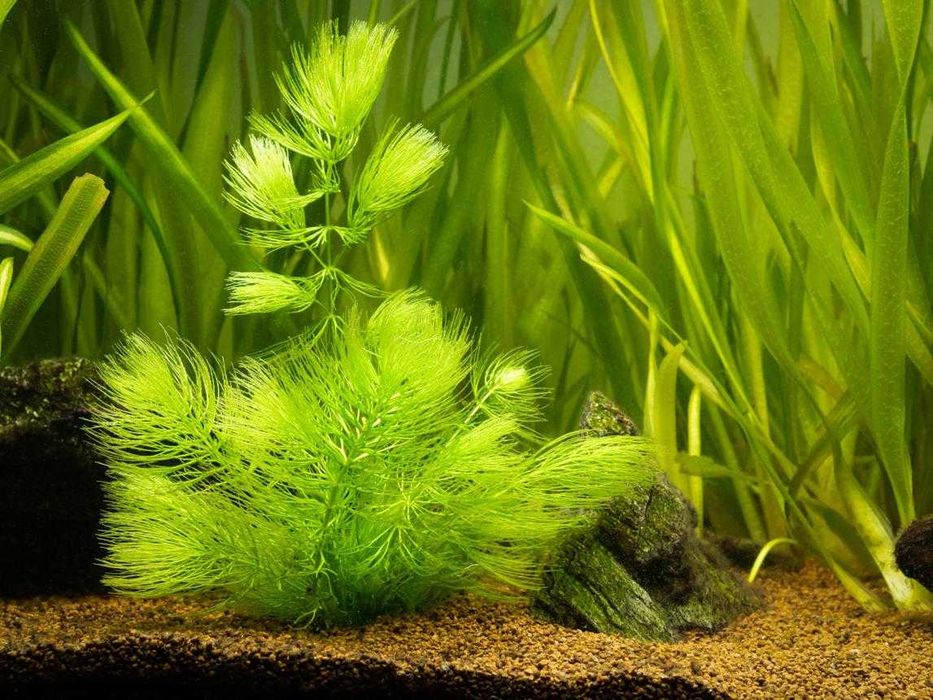 Rabo-de-Raposa (Ceratophyllum demersum) – Planta Aquática para Aquário e Lago