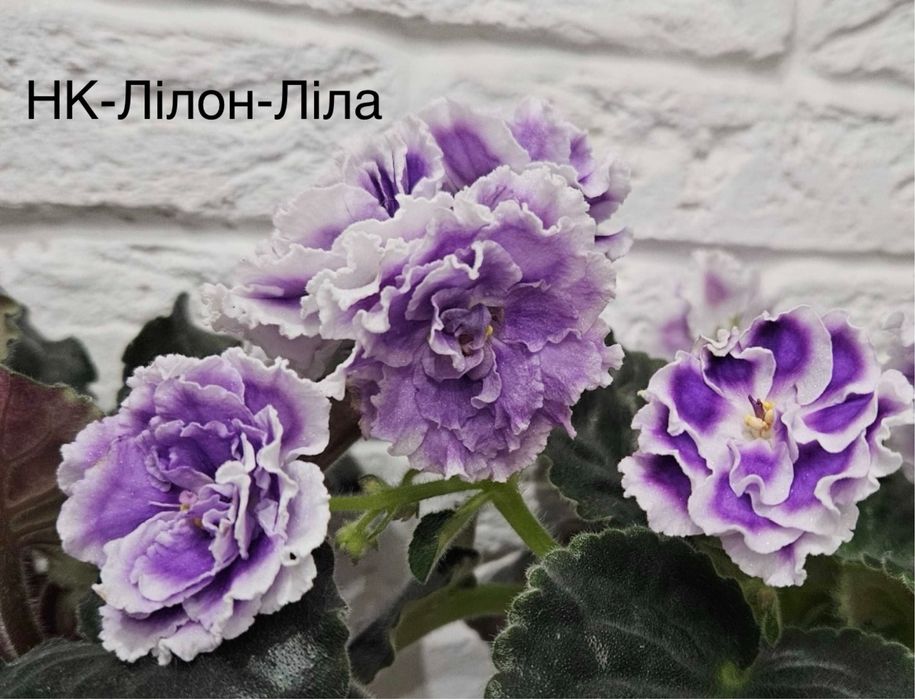 Фіалки /свіжозрізані листочки/дітки