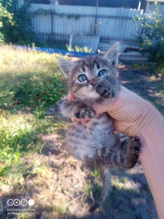 Отдам котят  добрым людям