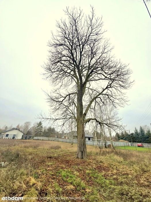 Działka, Sowia Wola