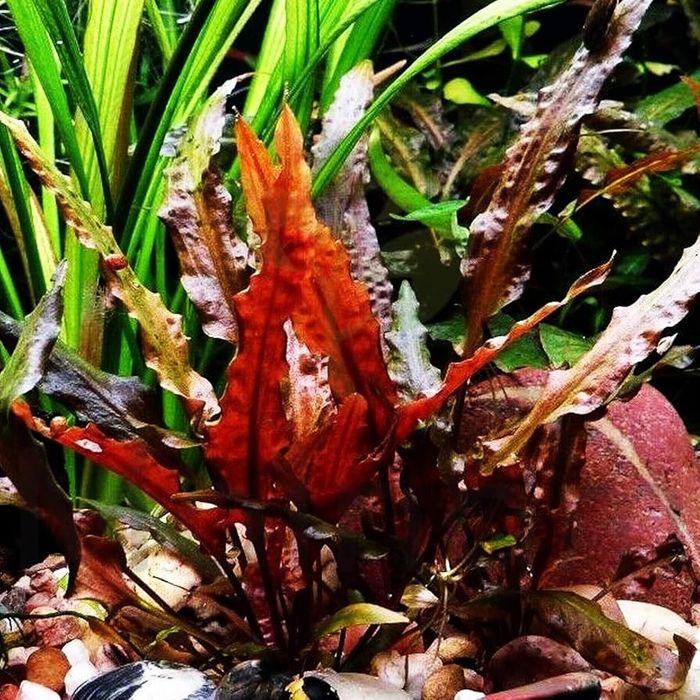 Planta aquário cryptocoryne wendtii