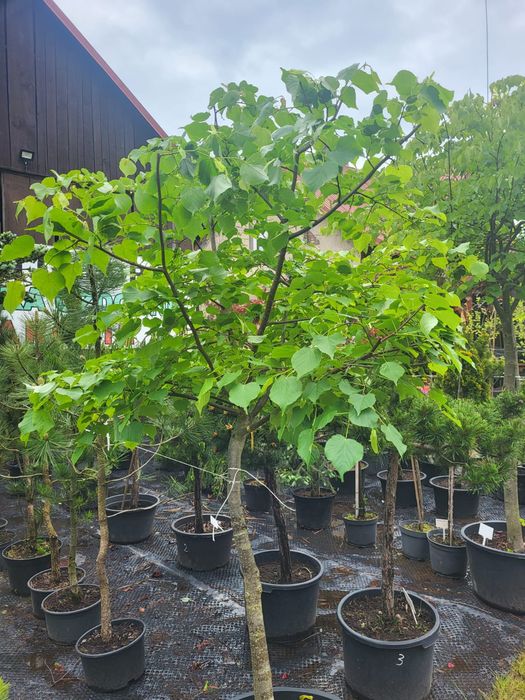 Lipa drobnokwiatowa Duża