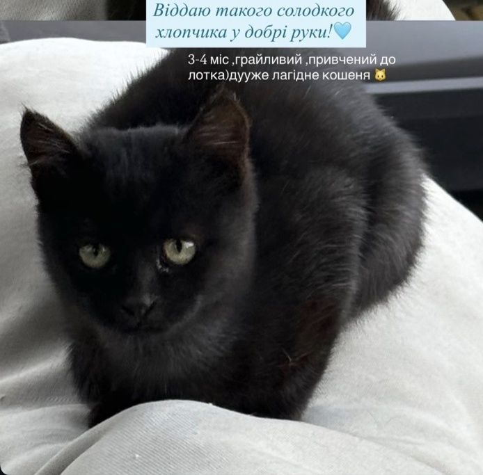 Котик Томас,кошеня в дар